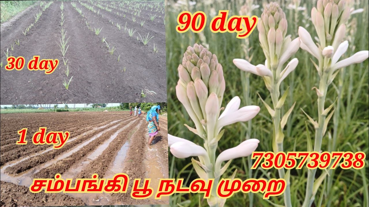 Sampangi poo valarpu | 7305739738 | சம்பங்கி பூ வளர்ப்பு | sampangi flower cultivation #agriculture