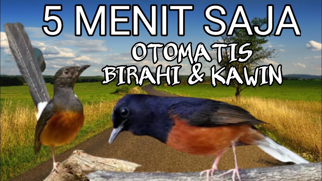 Pancingan suara murai jantan dan betina pendongkrak birahi paling ampuh || Terapi murai kawin.