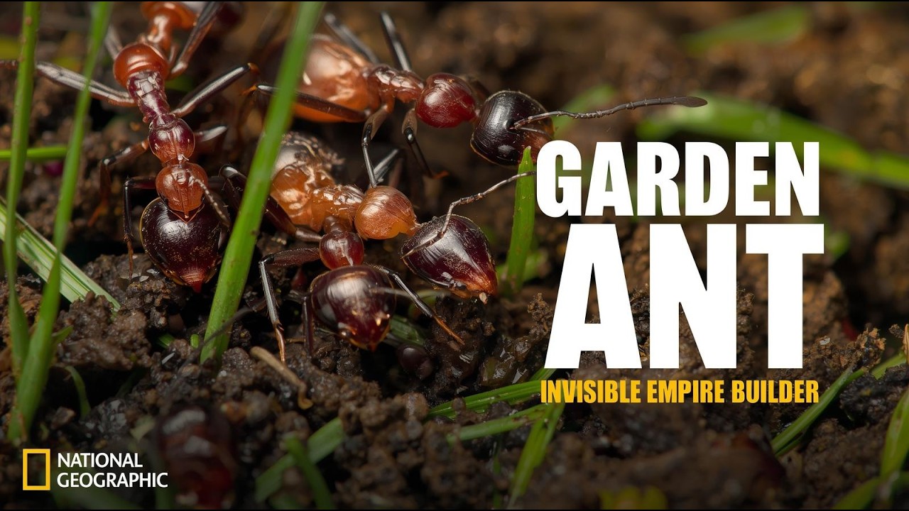 Garden Ant: The Tiny Architect That Builds Invisible Empires Beneath Our Feet