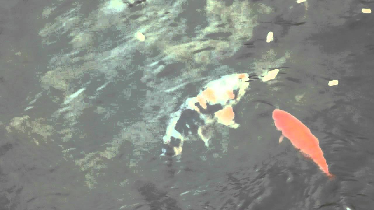 DSCF3388