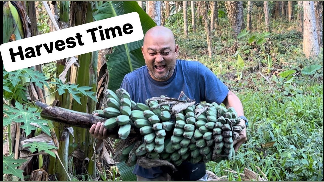 [46] Farm in Tanauan | Harvesting bananas & coconuts