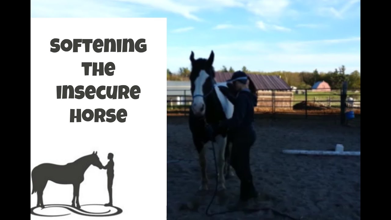 Softening the Insecure and Defensive Horse with Calm Patience