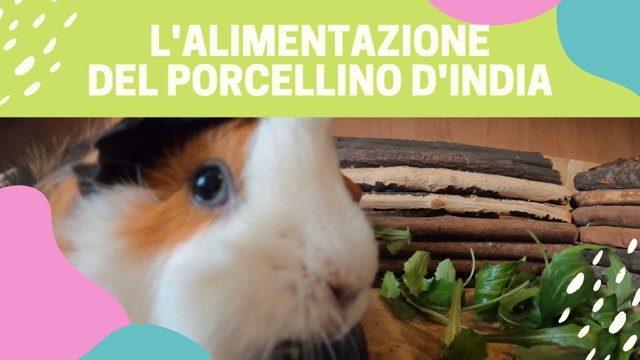 Cosa MANGIANO i PORCELLINI D'INDIA?