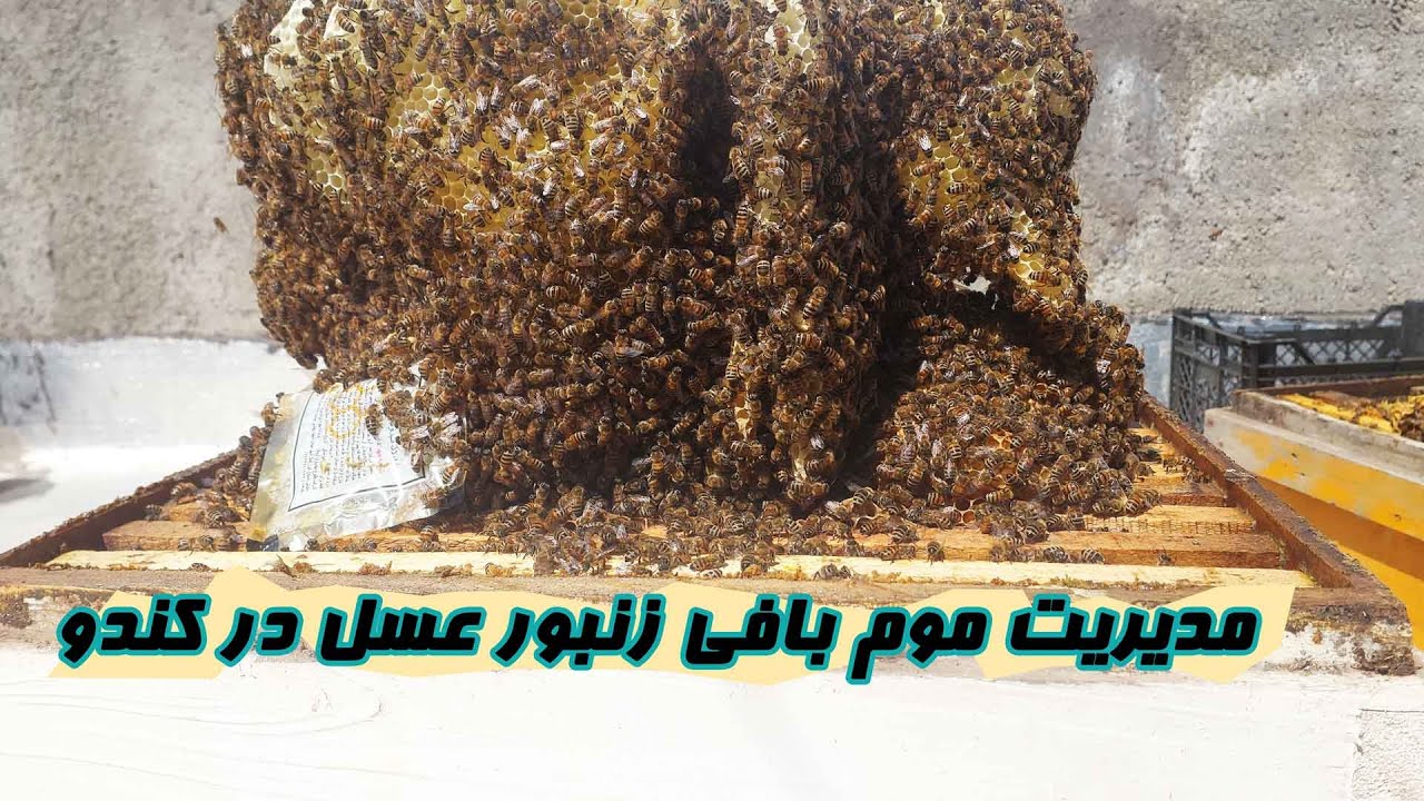 مدیریت  برای موم بافی زنبور عسل در کندو و جلوگیری از هرزه بافی Beeswax weaving