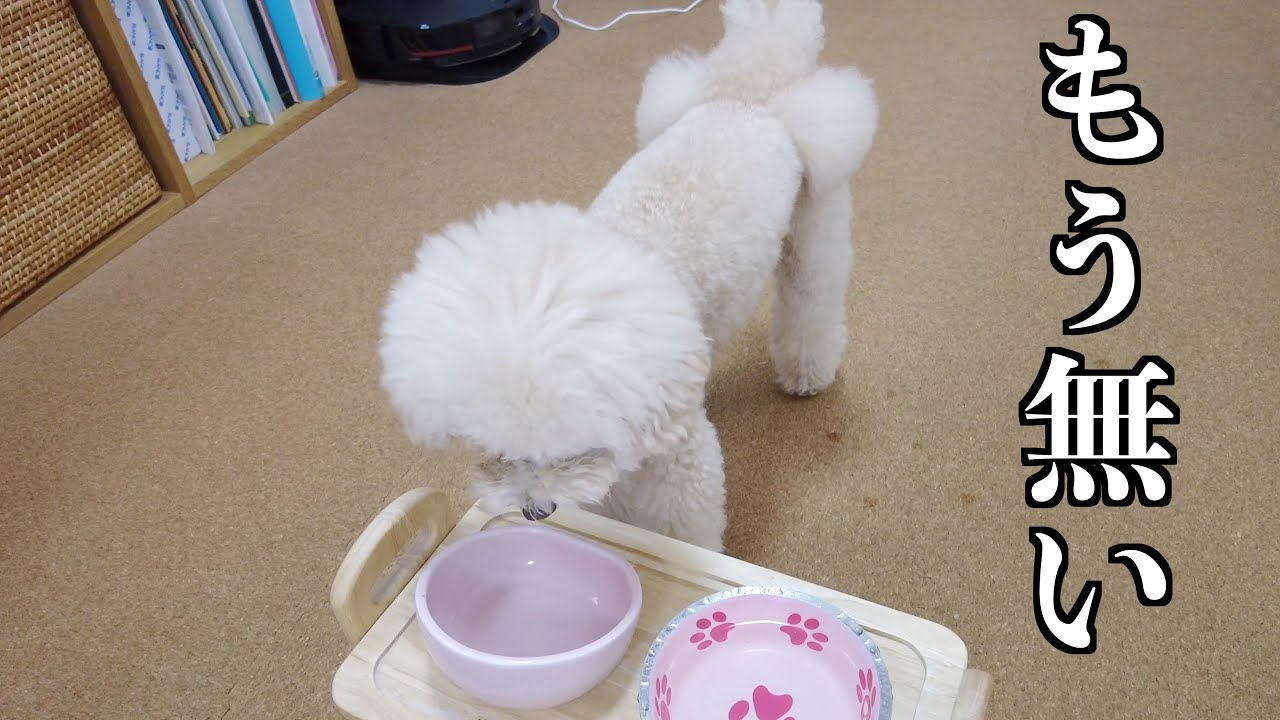 普段ご飯に執着しない愛犬と女子会ランチしたら喜びすぎてご飯が瞬で無くなりましたｗ