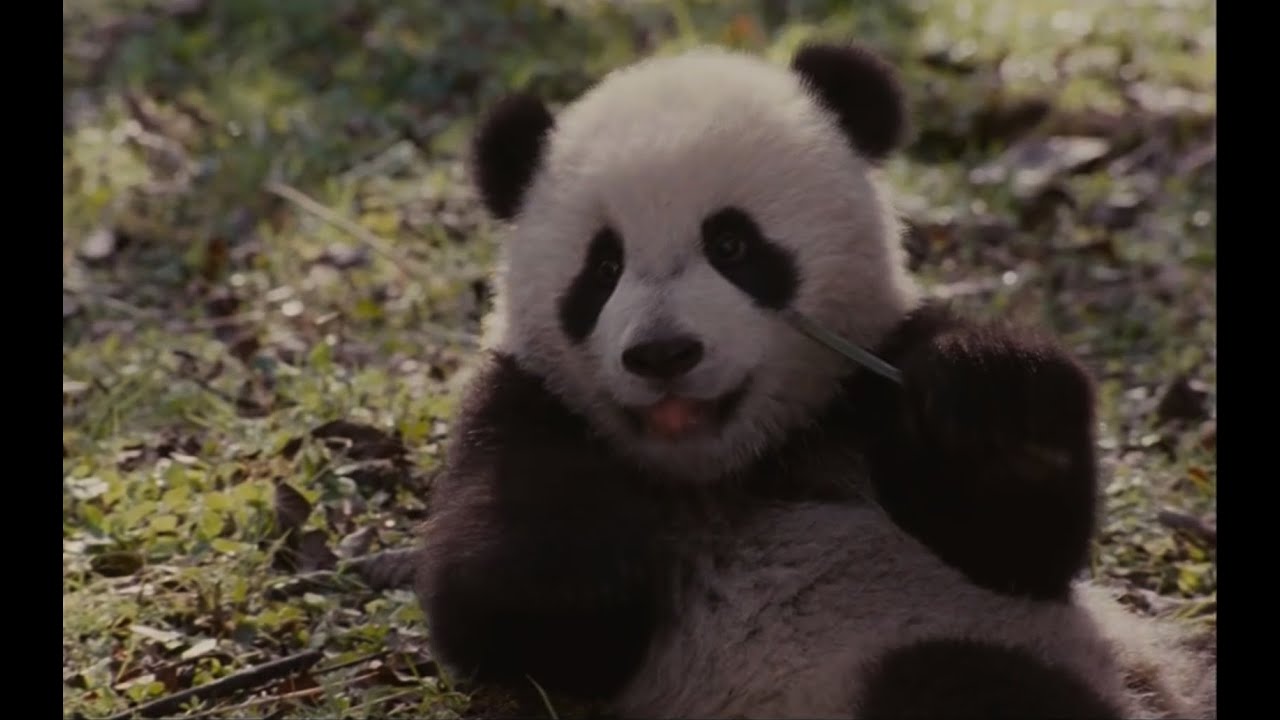 След Панды - Trail of the Panda