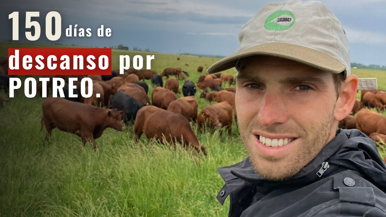 Como funciona el  PASTOREO 🐂 regenerativo 🌱