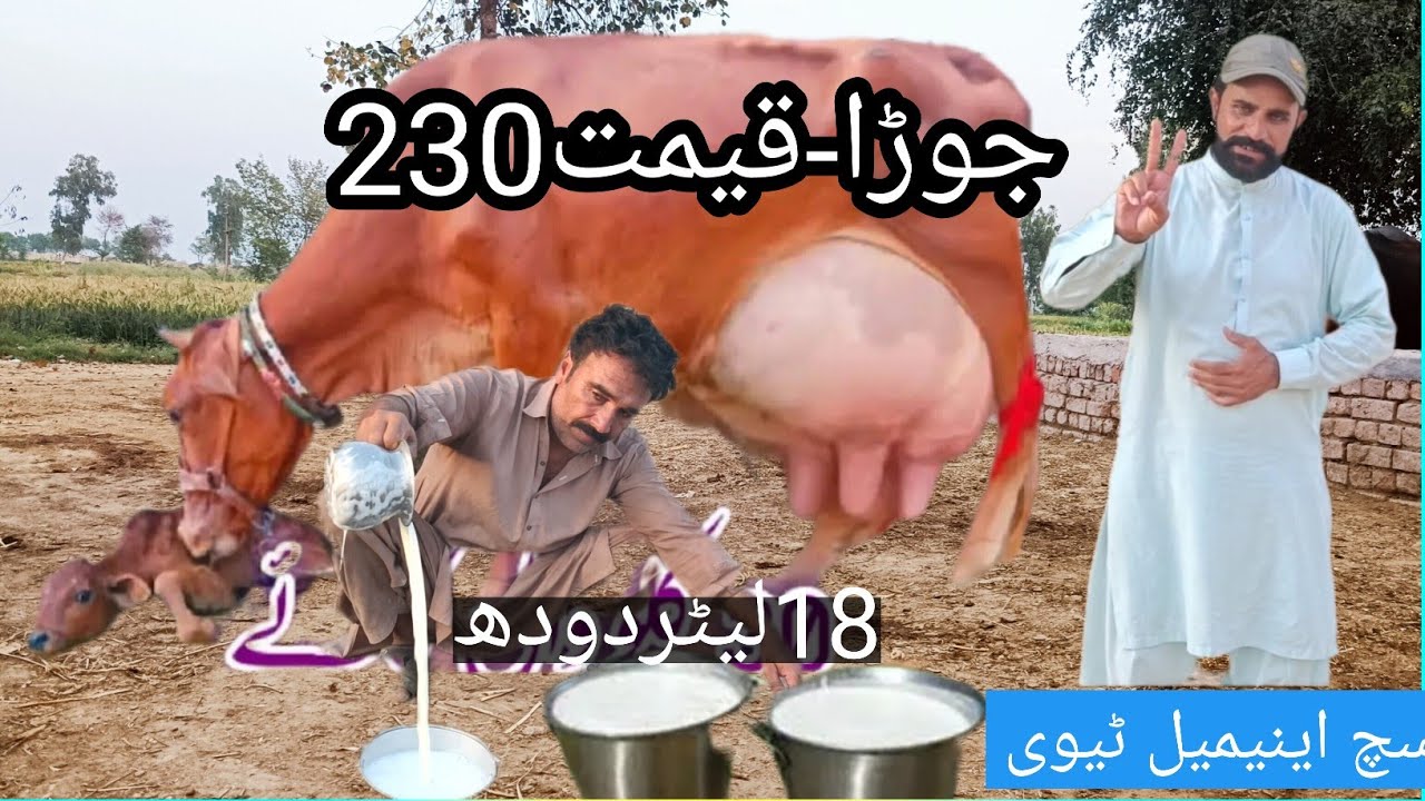 03466152628| Pakistan ki top gay | sahiwal cow | sahiwal gay | jersey sahiwal crossbreed | cow sale