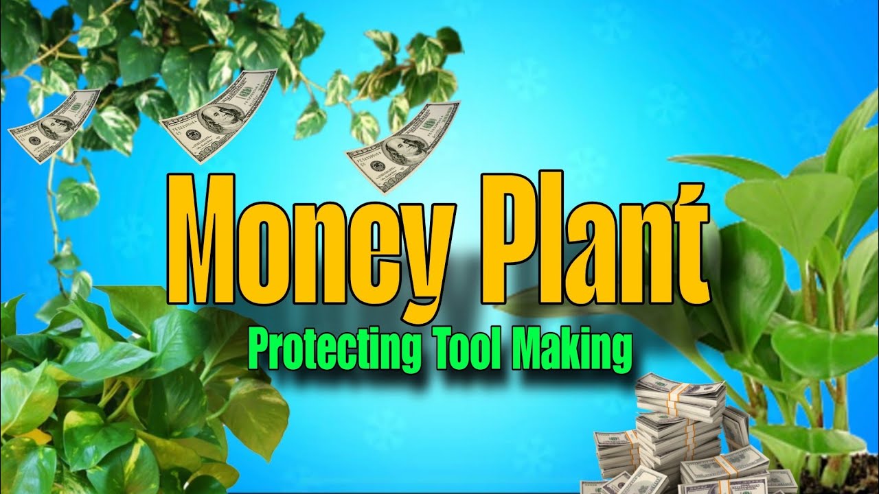 Money plant 🤗 protecting tool making 👍