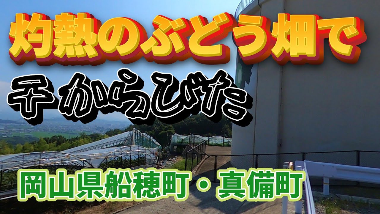 ぶどう畑の広がる真夏の備南街道は灼熱でした
