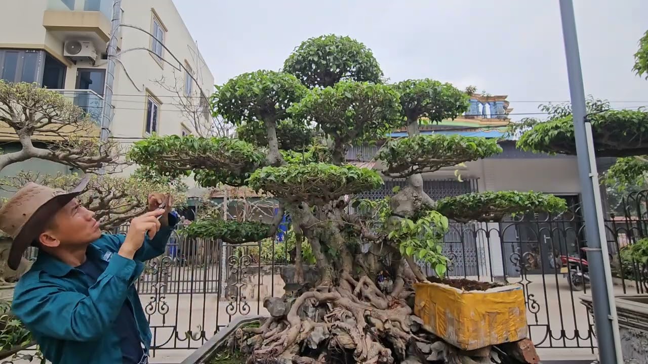 Ts 2742 Lá bánh tẻ đúng dịp cắt để đón xuân bín ngọ cây sanh ba thân 