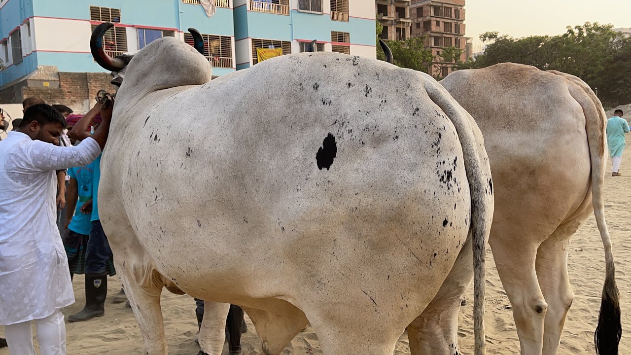 Giant Size Indian Bishal Boro Goru | GME Ranch | Goru-Wala