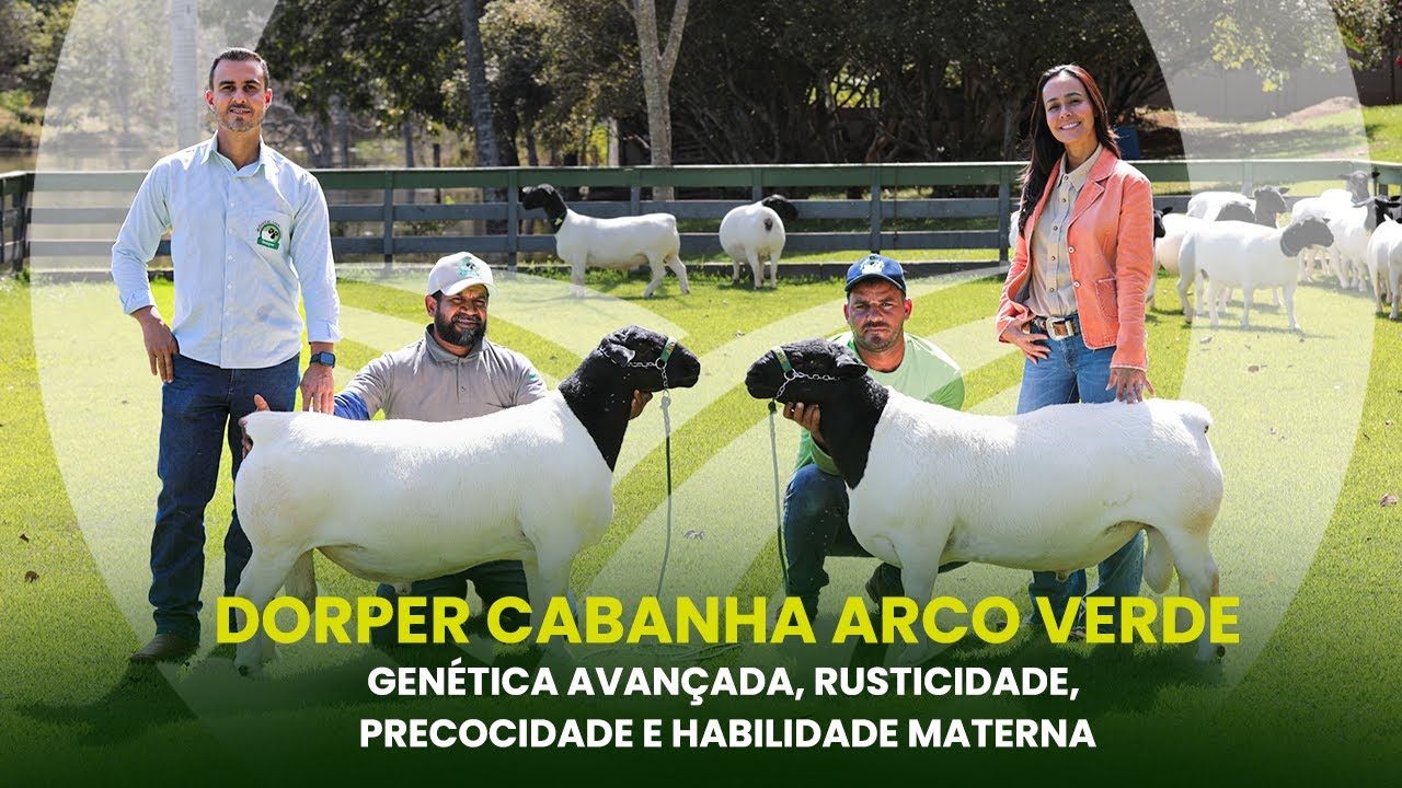 PRODUZ - EP. 30 | Dorper Cabanha Arco Verde: genética avançada, precocidade e habilidade materna