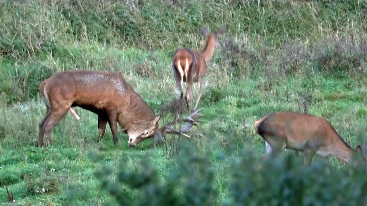 Bronst van de edelherten in het Weerterbos, provincie Limburg, Nederland, Het Limburgs Landschap