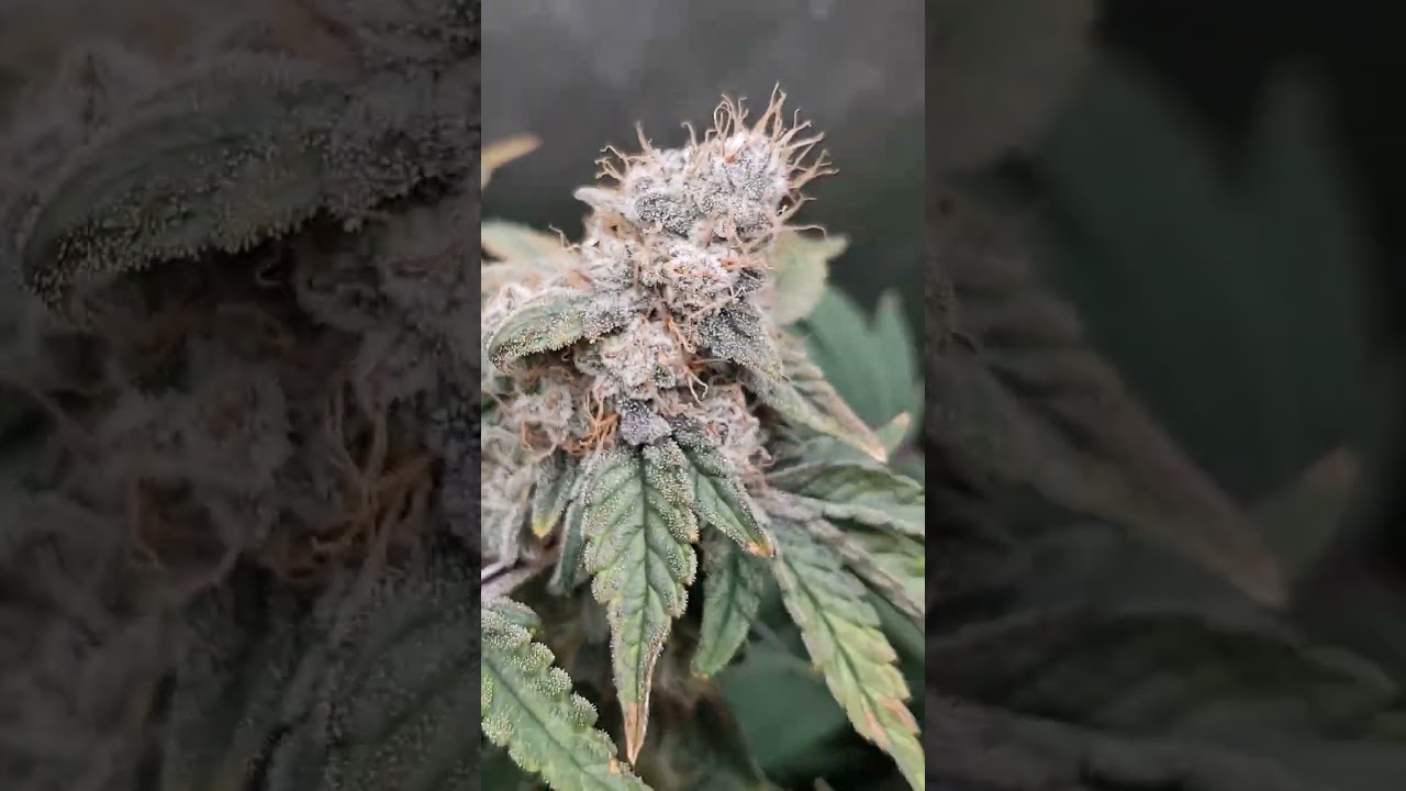 BBC x Gelonade @humboldtseedcompany @acinfinity #myacgrow