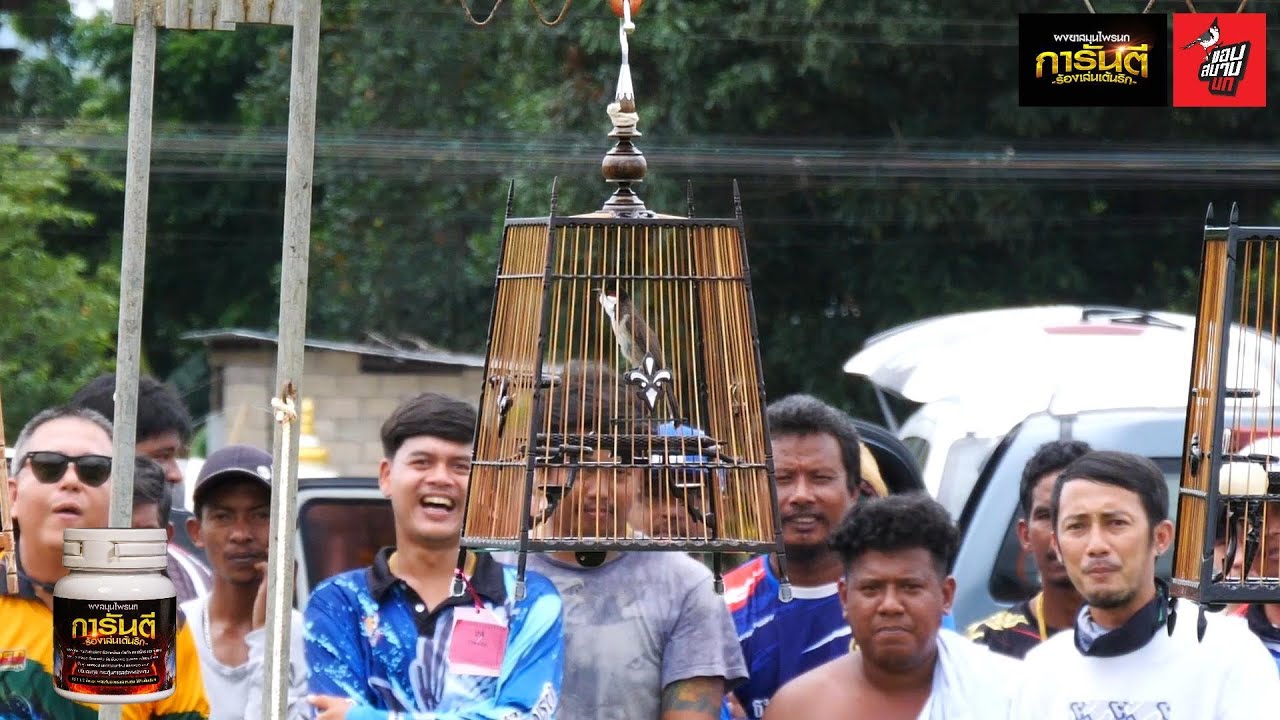 แข่งนกกรงหัวจุก อำเภอหลังสวน จ.ชุมพร