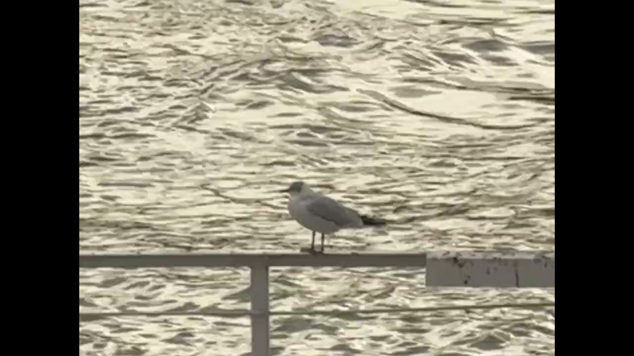 Seagull – Dawless Ambient Improvisation (Budapest) | Zoltan V. Nagy