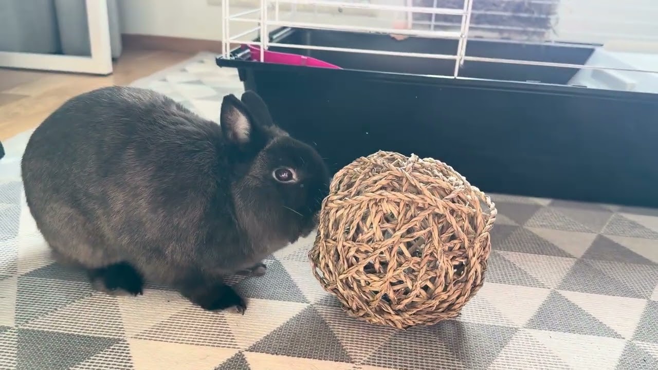 So fresh and clean cage. Bunny likes comfort. Hermelin rabbit 