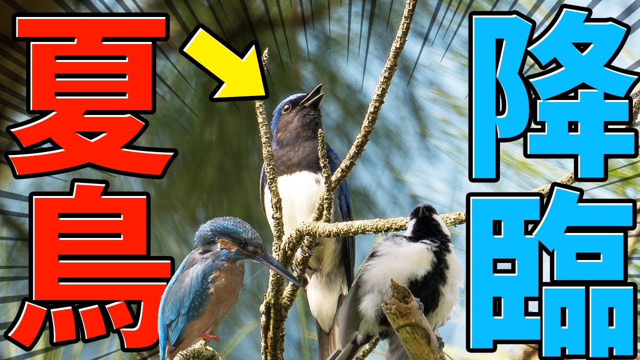 初夏の鳥を撮影せよ!!オオルリ？サンコウチョウ？何が撮れるか野鳥撮影に行ってみよう！