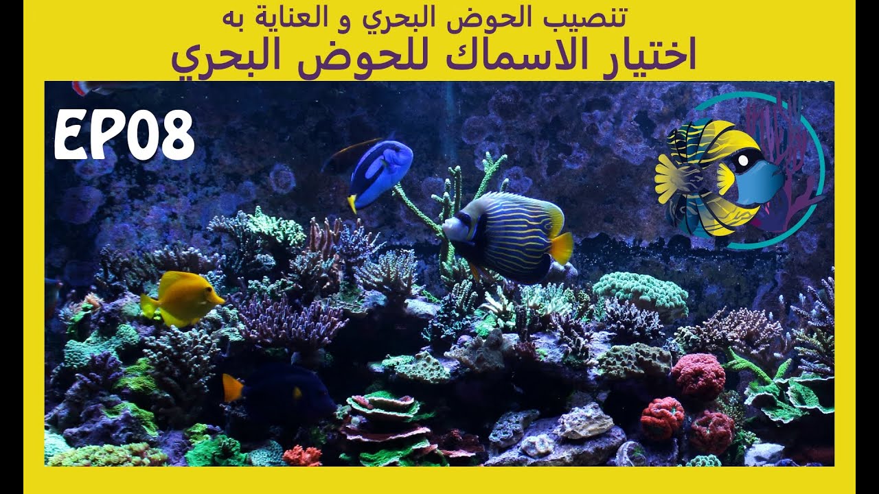 #08 تنصيب الحوض البحري و العناية به - اختيار الأسماك للحوض البحري