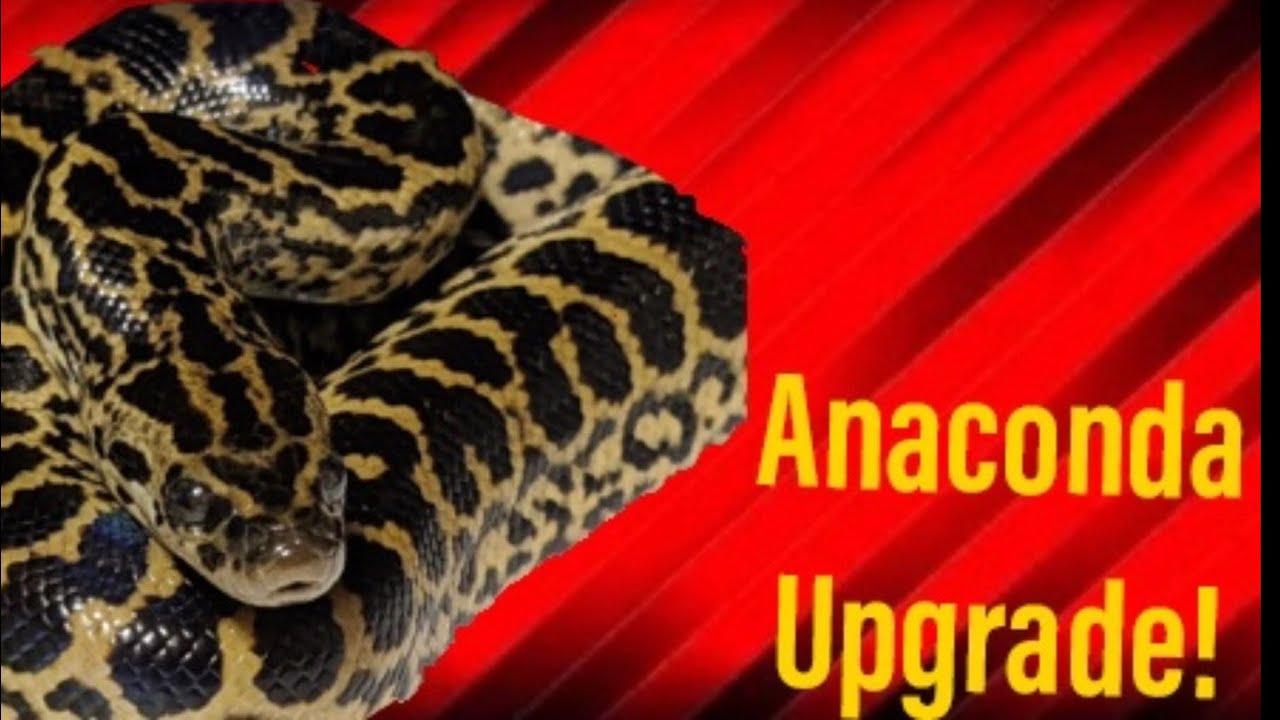 Upgrading my Yellow Anaconda in the New Reptile Room!