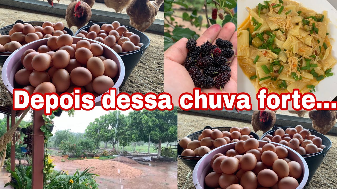 “Depois Dessa Chuva Forte na Roça, Meu Dia Mudou Assim… 🌧️🐔”