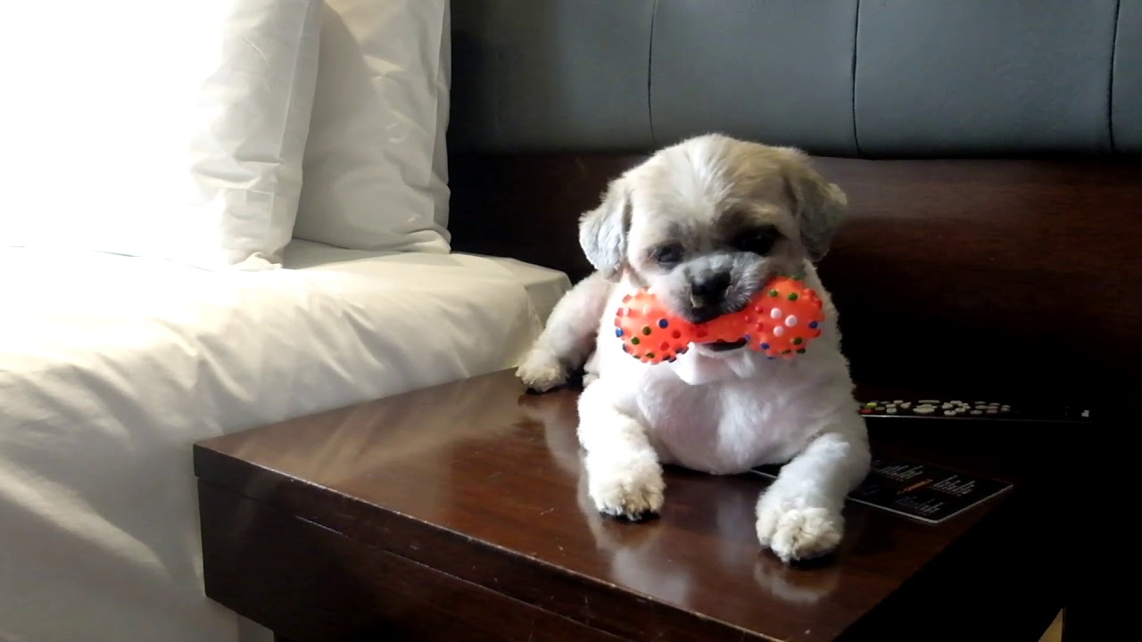 Booboo's Staycation at a Pet-Friendly Hotel in Quezon City