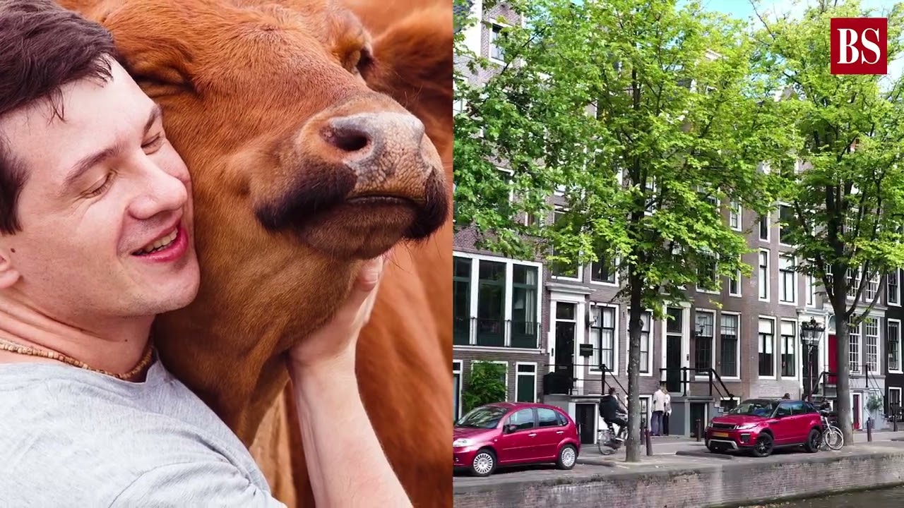 Explained | How 'Cow Hugging' became a Global Wellness Trend | Business Standard