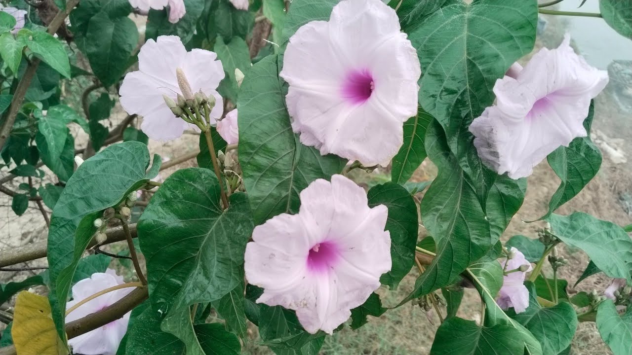 নদীর পাড়ে ফুটে থাকা রঙ্গিন ফুল আর প্রকৃতির দৃশ্য #নদীর পাড়#ফুলের #flowers #রঙ্গিন ফুল#প্রকৃতি