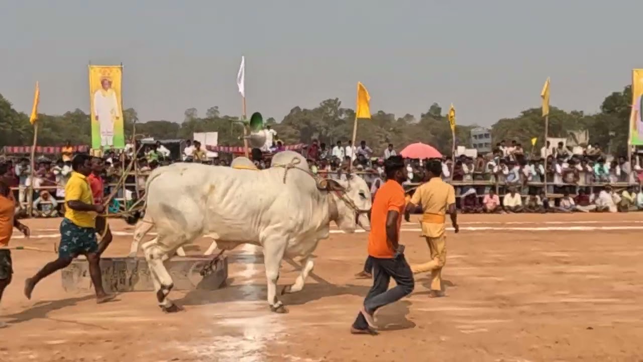 Ongole Bull Racing