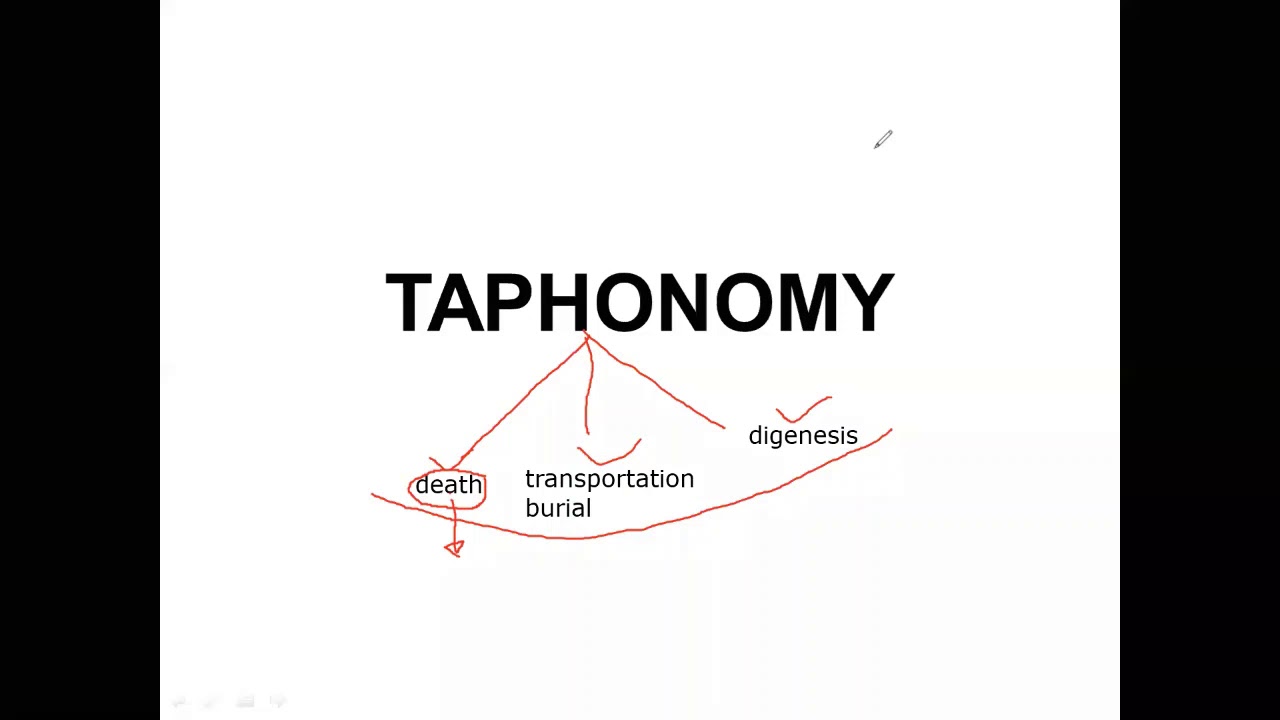 Taphonomy