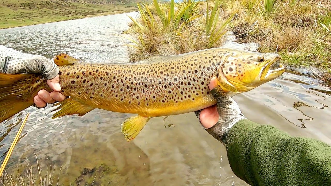 FLY FISHING NEW ZEALAND in a small high country lake