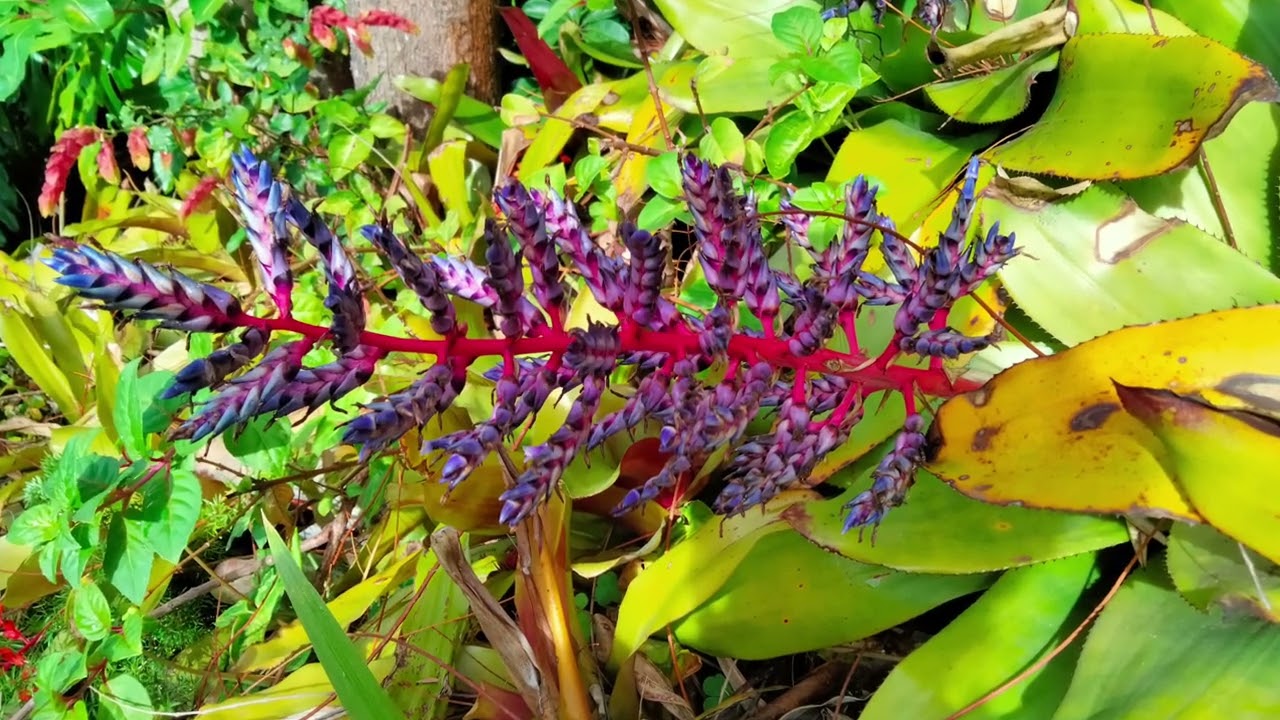 Magic Tea Rooms Garden