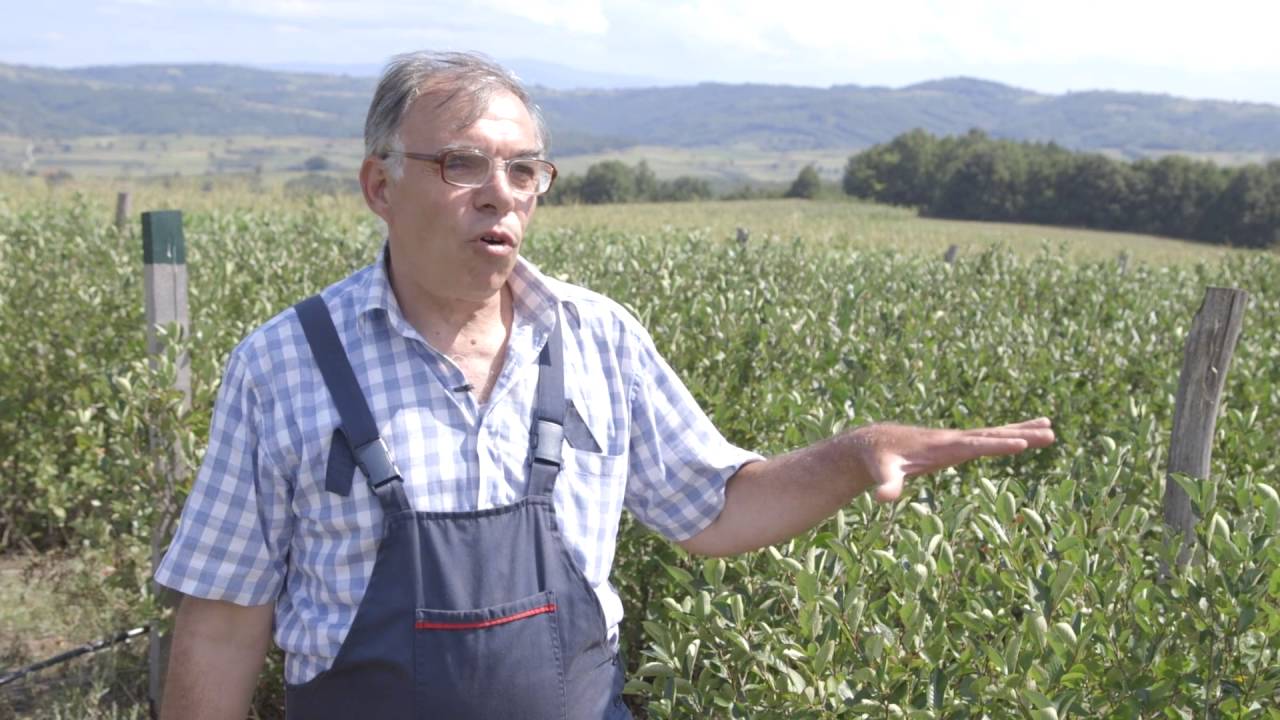 Problemi u uzgoju aronije na jugu Srbije   U nasem ataru 654