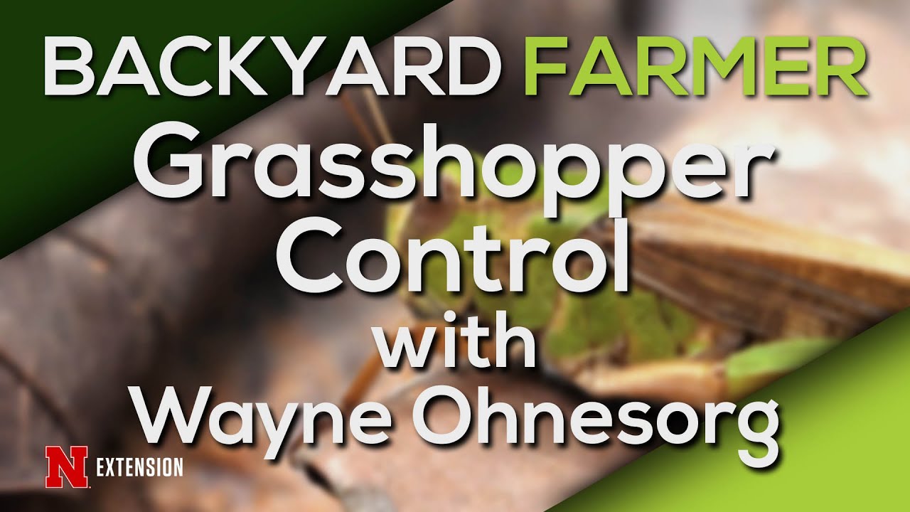 Grasshopper Control