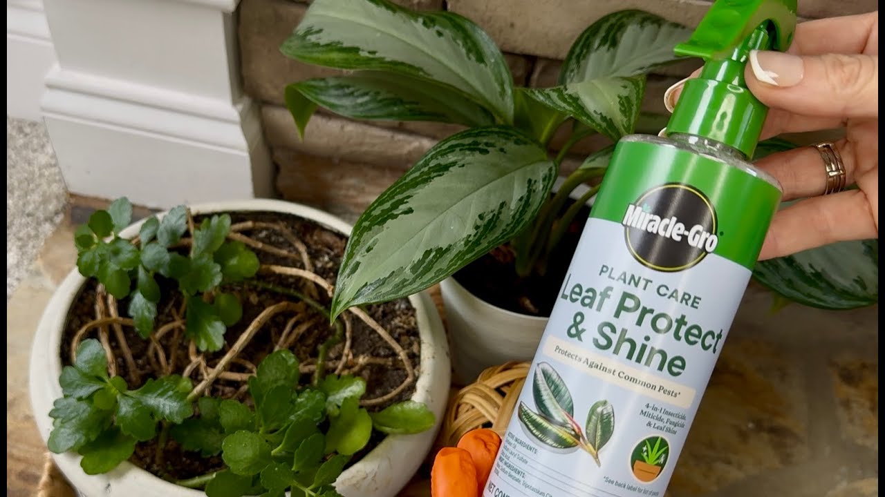 Средство для защиты и придания блеска листьям Miracle Gro Plant Care Leaf Protect and Shine, 4 в ...