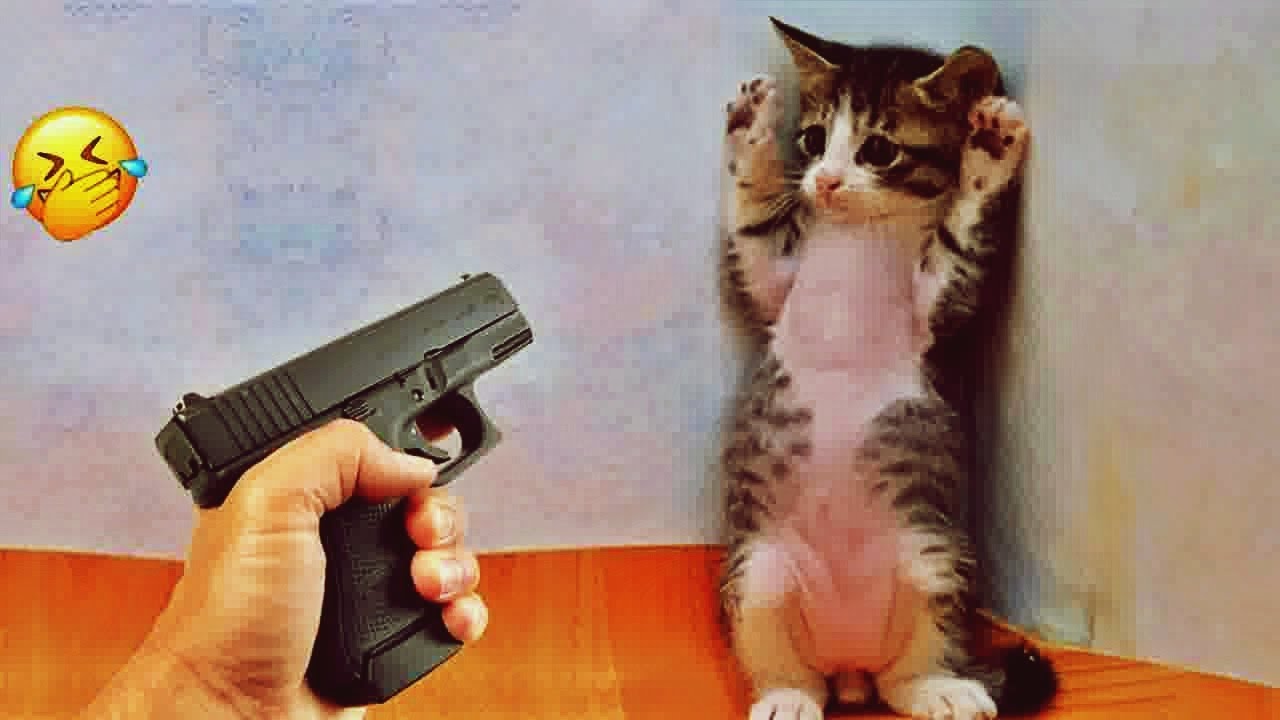 Laugh All Day with These Hilarious Cats and Dogs 😻 Funniest Pet Moments 🐶