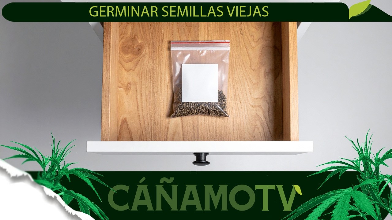 C&Oacute;MO GERMINAR SEMILLAS VIEJAS CON &Eacute;XITO 💡 Mars Hydro