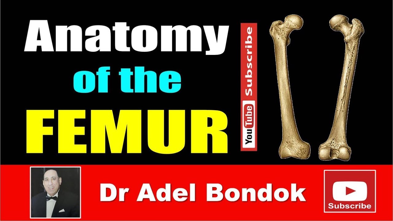 Anatomy of the Femur, Osteology, Dr Adel Bondok Making Anatomy Simple