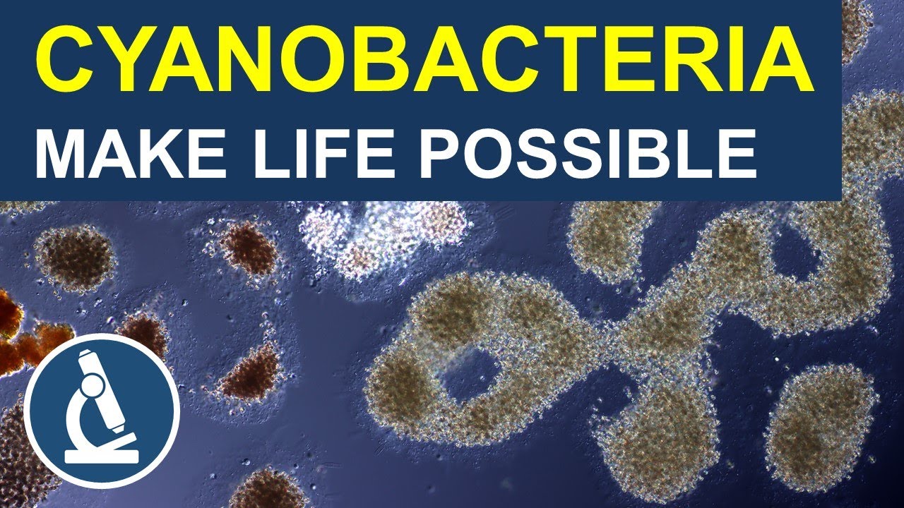 Cyanobacteria: The unsung heroes of oxygen production 🔬 258