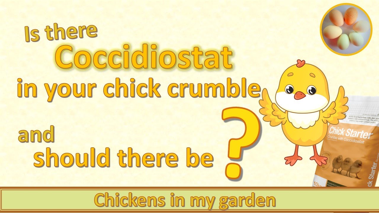 Chick feed and Coccidiostat