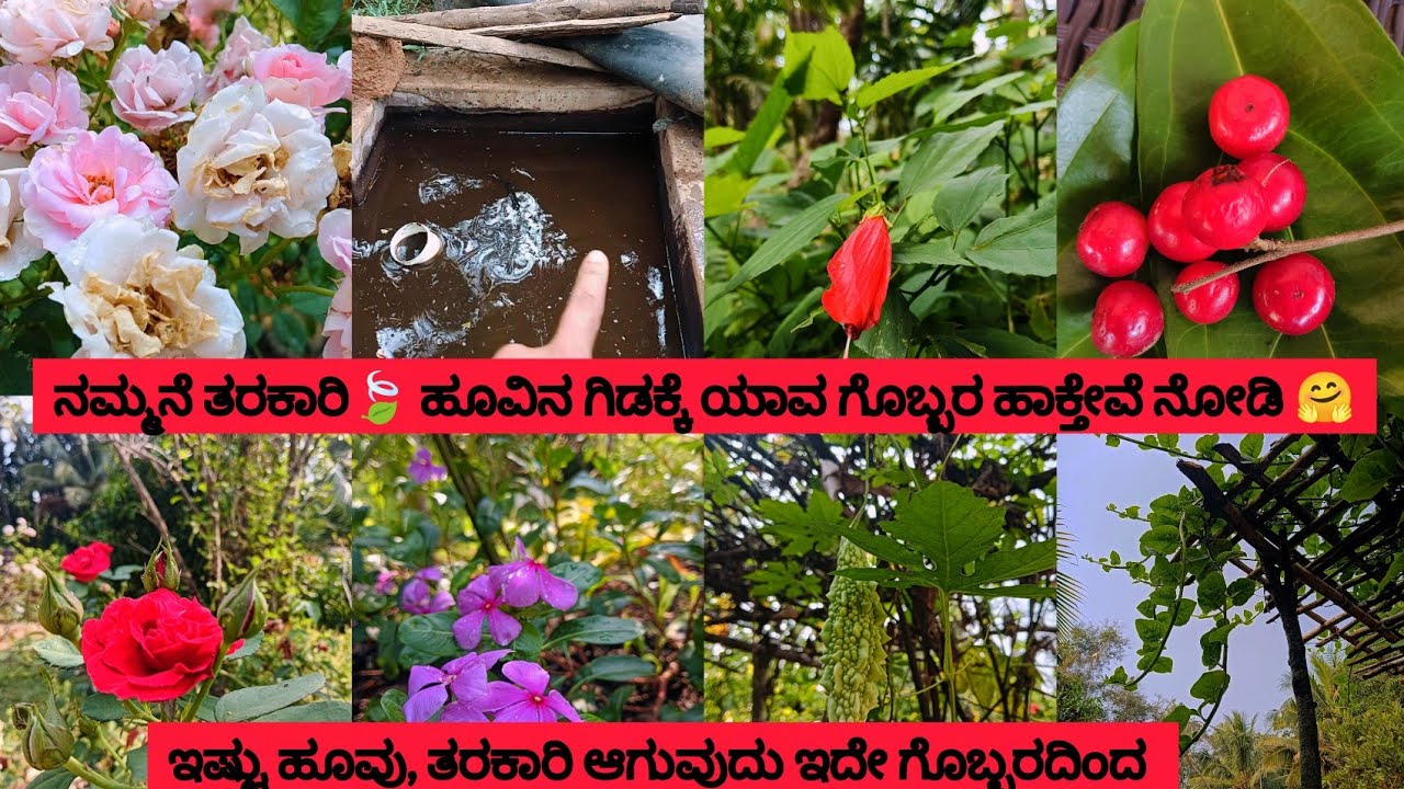 ನಮ್ಮನೆ ತರಕಾರಿ☘️🍠ಹೂವಿನ ಗಿಡಕ್ಕೆ ಯಾವ ಗೊಬ್ಬರ ಹಾಕ್ತೇವೆ ನೋಡಿ🤗Sunday Agriculture Vlog😍
