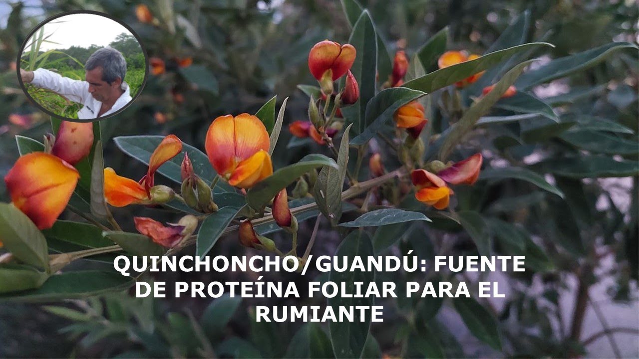 El Quinchoncho en la alimentación de ovinos, caprinos y bovinos