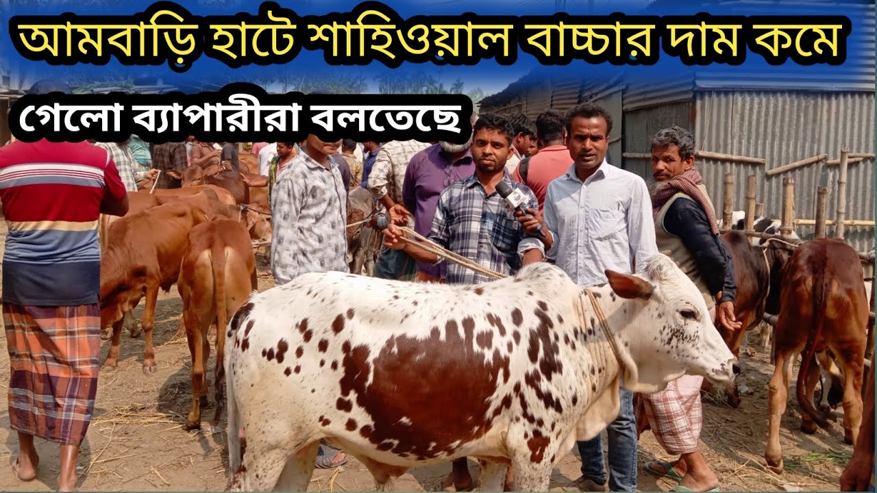 ৬মার্চ ২০২৬| ভালো জাত মানের শাহিওয়াল বাচ্চা আমবাড়ি হাটে আজ কেমন দামে বেচা বিক্রি হলো দেখেন!