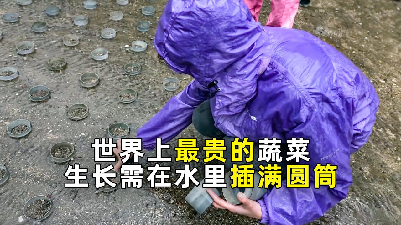 种植山葵有多难？每天24小时都需山泉水灌溉！