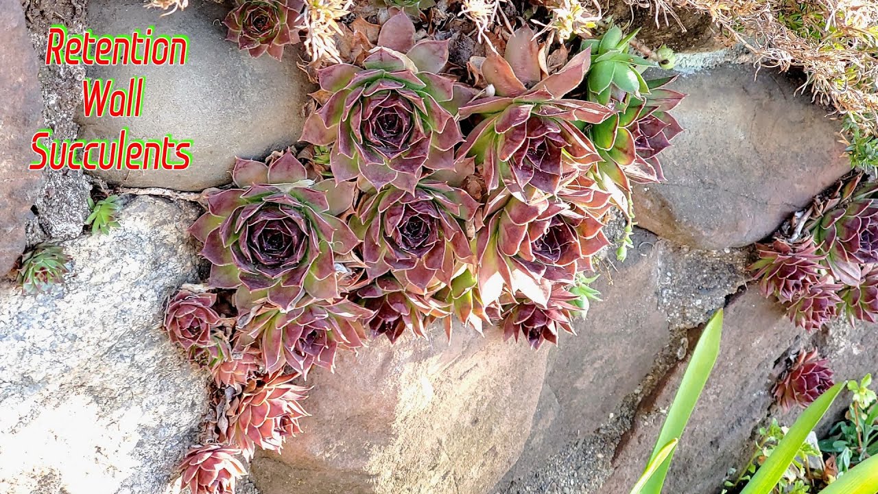 Planting Succulents in Retention Wall | Front Yard Garden | Vertical Garden | NJ and TX Garden
