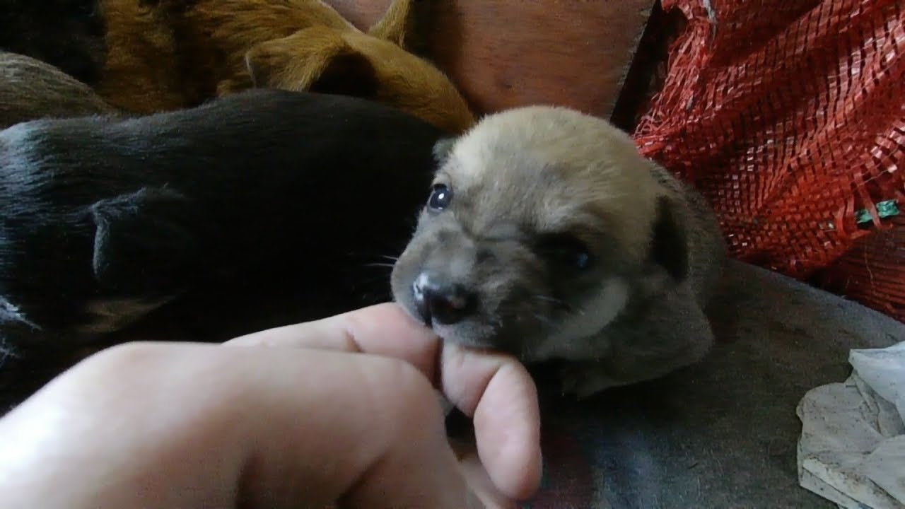 Little puppies want food and sleep