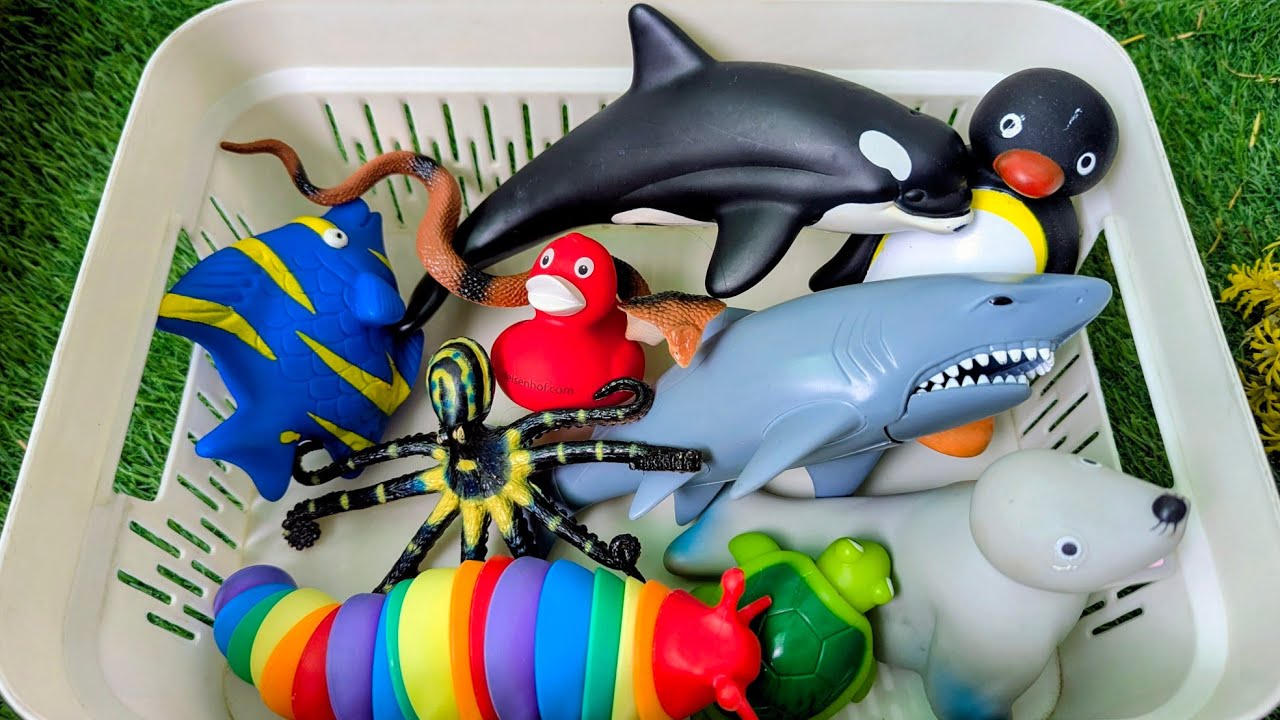 Sea Animals for Kids: Educational and Fun Learning Video Under the Ocean