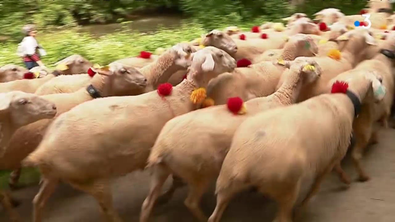 Rodez : les brebis de Lacaune pâturent dans la ville