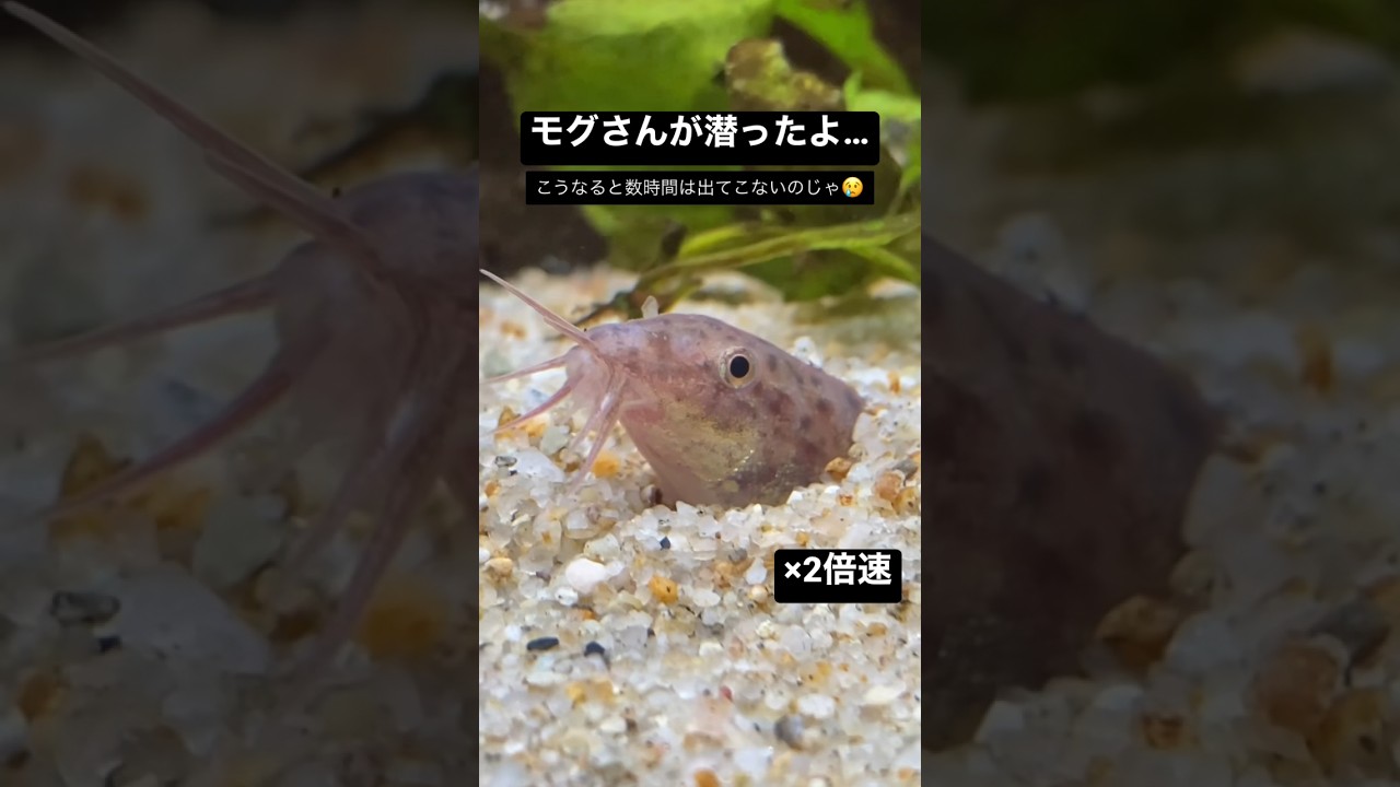 今日のモグさん。 #かわいい #どじょう #アクアリウム #ヒドジョウ #川魚 #日淡 #水槽 #ドジョウ #日本産淡水魚 #ひどじょう